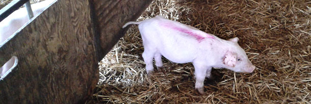 52-day-old piglets. Loss of body condition and pallor