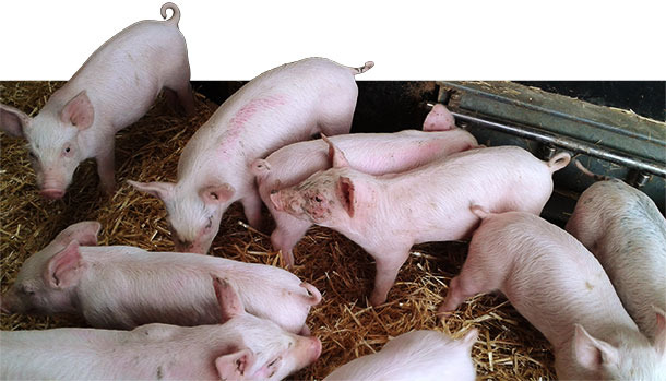 52-day-old piglets. Stunted growth and loss of condition
