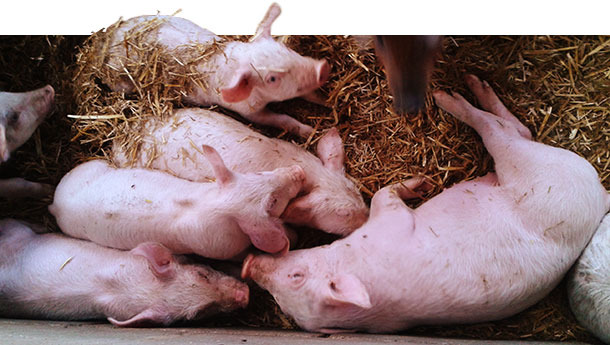 52-day-old piglets. Uneven weights