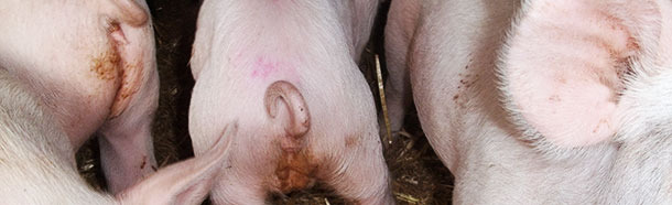 Diarrhoea caused by Salmonella typhimurium in 5-week-old pigs