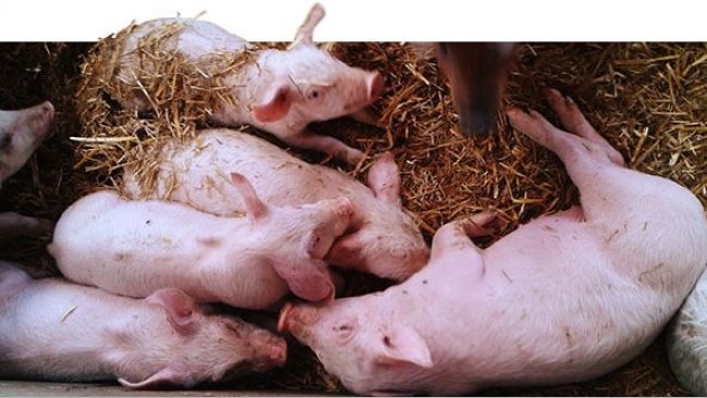 52-day-old piglets. Uneven weights