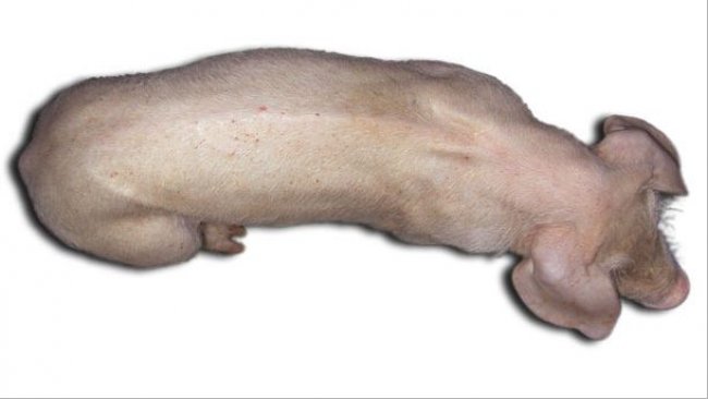 Three months pigs with PCV2-SD. Note the marked spine, indicative of growth retardation, and body pallor