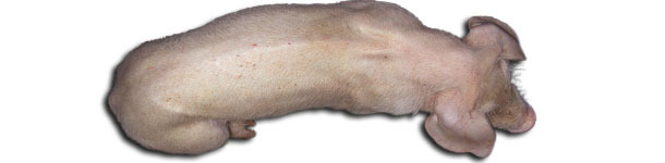 Three months pigs with PCV2-SD. Note the marked spine, indicative of growth retardation, and body pallor