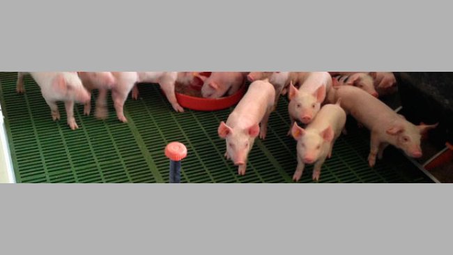 Large supply of feed and water.