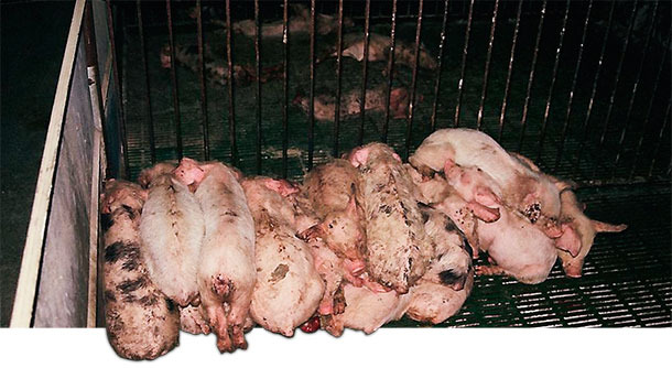 Piglets with post-weaning diarrhoea.
