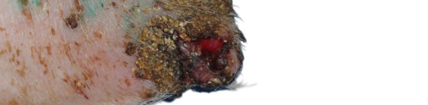 Ear necrosis: Ulceration, crust formation and thickening of the epidermis