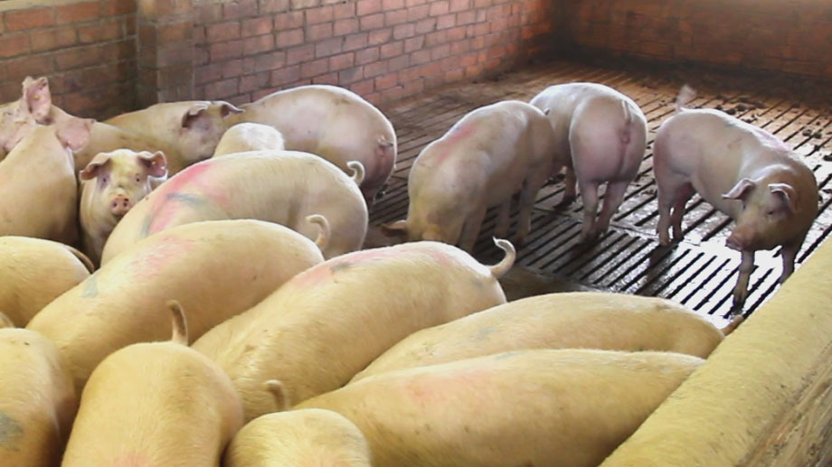 Replacement sows