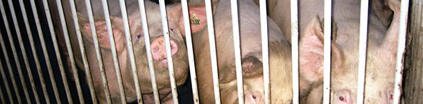 Protokoły dla loszek remontowych