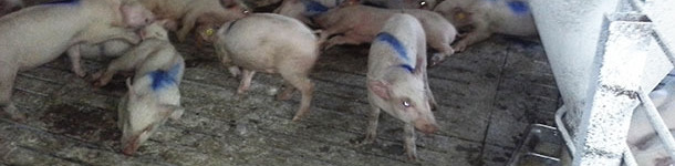 Afected pigs