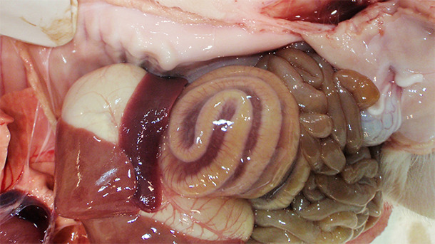 Mesocolonic edema is the classic macroscopic lesion observed in cases of CDI