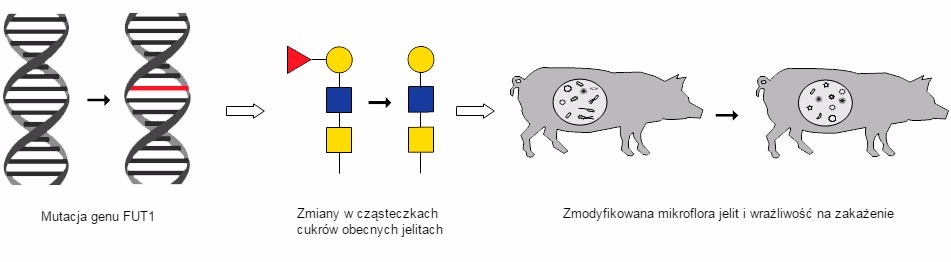 Łańcuch zdarzeń pokazujący wpływ mutacji w genie FUT1 na zmiany zachodzące w cząsteczce cukru oraz zmodyfikowanie kolonizacji jelit i wrażliwości na zakażenie.