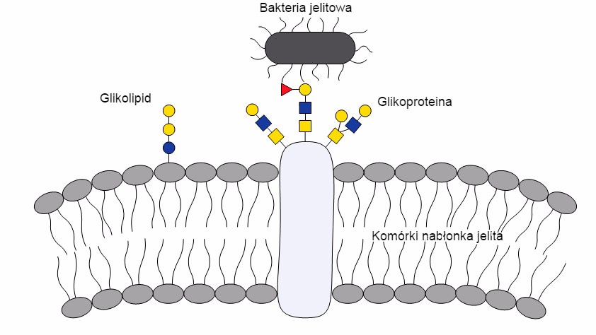 Wzajemne oddziaływanie bakterii i glikanów jest ważne dla kolonizacji bakterii w jelitach, cząsteczki bakteryjne przywierają do określonych glikanów na komórkach gospodarza.