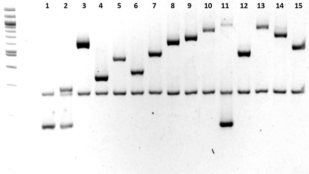 Określanie serotypu Haemophilus parasuis 