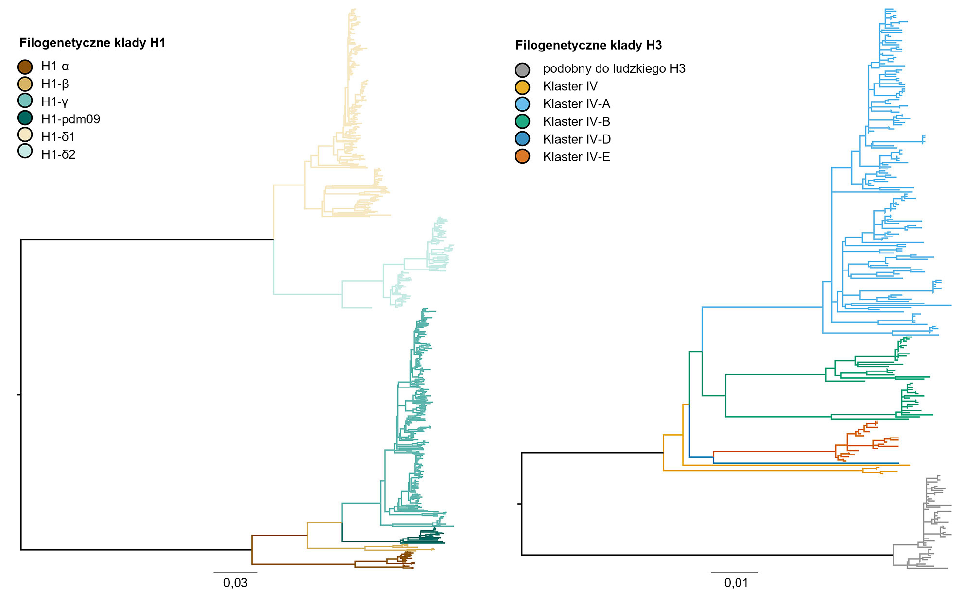 Phylogenies describing the genetic relationships of swine H1 and H3 influenza A hemagglutinin gene sequences from 2015 generated using maximum likelihood methods. Branch color represents clade designations. All branch lengths are drawn to scale, and the scale bar indicates the number of nucleotide substitutions per site.