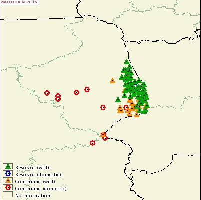 Wszystkie przypadki ASF w Polsce