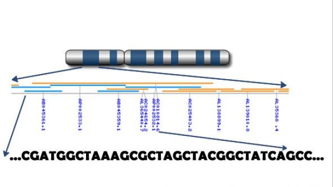 Nukelotydy zawarte w genach w chromosomie