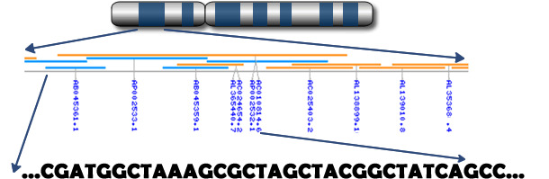 Nukelotydy zawarte w genach w chromosomie