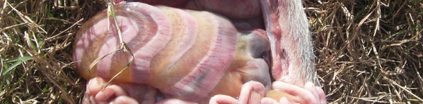 Obrzęk krezki okrężnicy spowodowany zakażeniem E.coli.