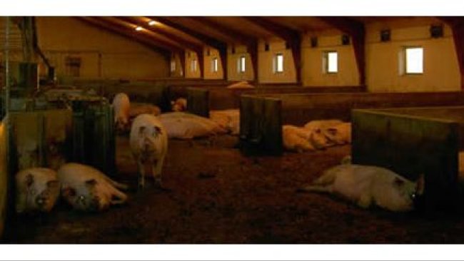 Lochy prośne w kojcu grupowym