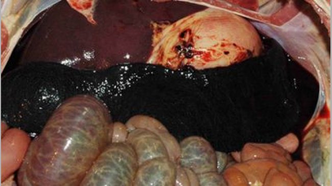 Charakterystyczny obraz powiększonej, silnie przekrwionej śledziony u zwierzecia z ASF