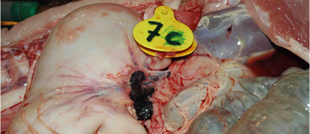  Silnie przekrwiony węzeł chłonny żołądkowo- watrobowy u świni z ASF.