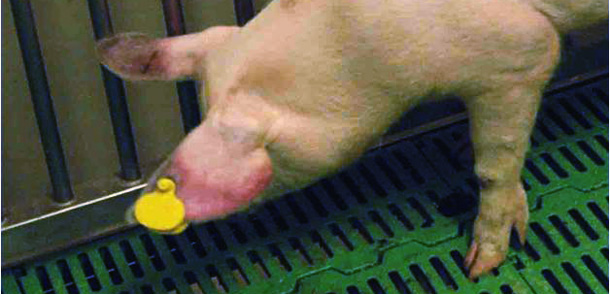 Świnia dotknięta ASF z zasinieniem małżowin usznych.