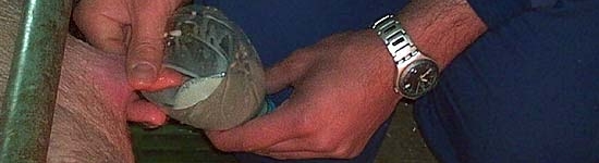 Encalostramiento de lechones