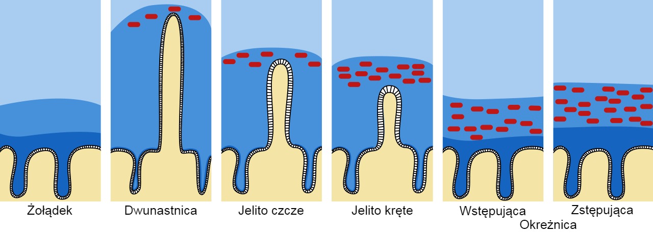 Bariera śluzu i mucyn w przewodzie pokarmowym.