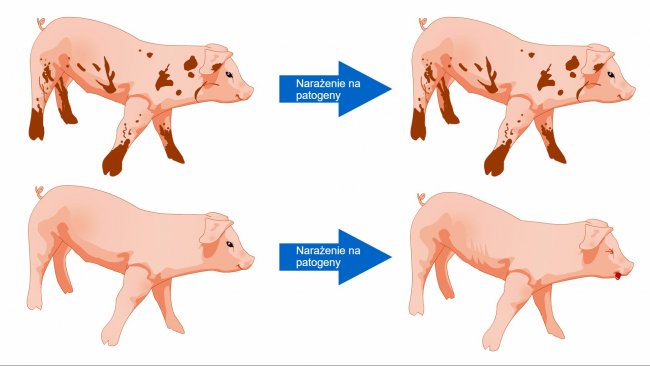 Rysunek 1. Świnie narażone na kontakt ze środowiskiem z większą liczbą mikroorganizm&oacute;w lepiej radzą sobie z chorobami dzięki bardziej zr&oacute;żnicowanej mikroflorze i bardziej wydajnemu układowi odpornościowemu.&nbsp;
