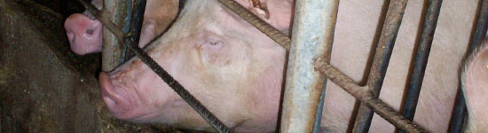 Stosowanie hormonów (I)