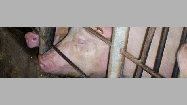 Stosowanie hormonów (I)