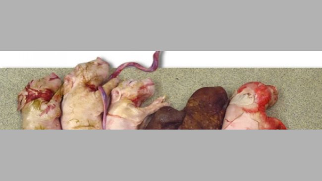Miot lochy doświadczalnie zakażonej PCV2 w czasie inseminacji. Uwagę zwraca małą liczebność miotu i obecność dwóch mumifikatów.
