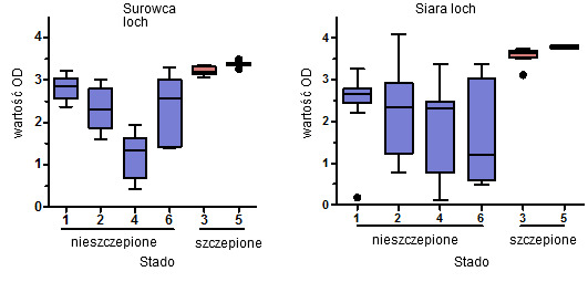 Poziomy specyficznych IgG anty-PCV2 w surowicy i siarze