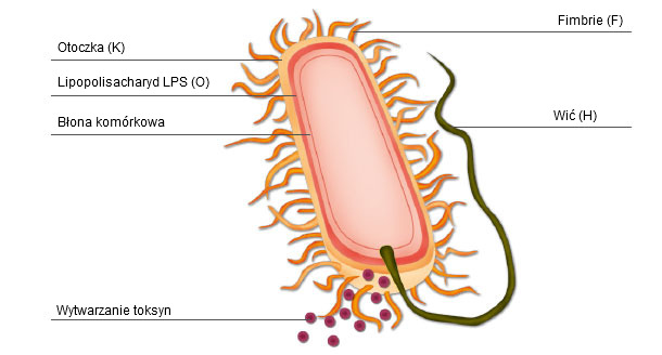 Ryc. 1.&nbsp;Schematyczny wygląd bakterii E. coli przedstawiający czynniki zjadliwości i antygeny powierzchniowe wykorzystywane do klasyfikacji bakterii na wirotypy i serotypy.
