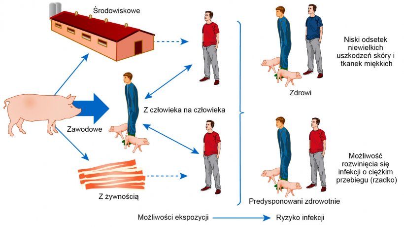Koncepcyjny model dr&oacute;g ekspozycji i ryzyka zakażenia S. aureus wystepującego w produkcji zwierzęcej
