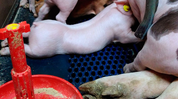 <p>Zastosowanie podkarmiaczy zapewnia dobrą jakość paszy i redukuje jej marnowanie.</p>
