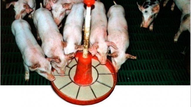 The use of wet or semi-moist feed favours early days feed intake and adaptation to solid feed