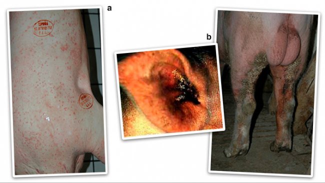 <p>Ryc. 2. Obraz alergiczny lub rumieniowy (grudki i zaczerwienienia) (a) i obraz przewlekły lub hiperkeratyczny (b).</p>
