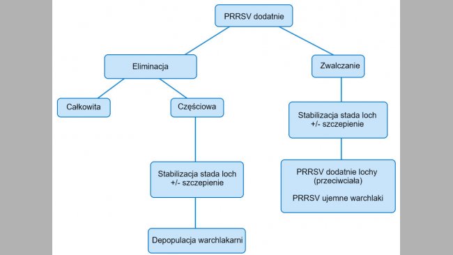 Rycina 1. Schemat r&oacute;żnych kierunk&oacute;w postępowania w stadzie PRRSV dodatnim.
