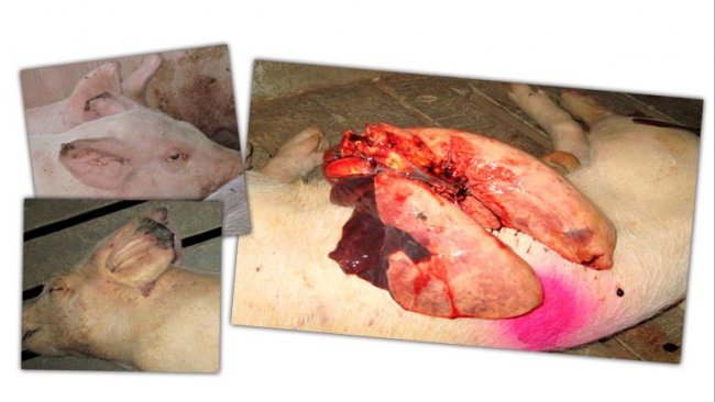 Fot. 2: Martwica końcówek uszu i zapalenie w płatach doczaszkowych i środkowych płuc.