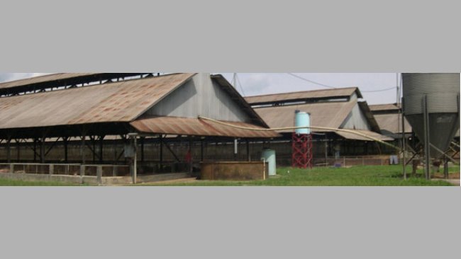 Typowe dla Azji południowo-wschodniej wiaty tuczarni z zabezpieczeniem przeciw ptakom i gryzoniom.