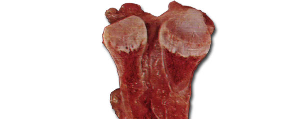 Zmiany w kości żebra u świń z podostrymi objawami 