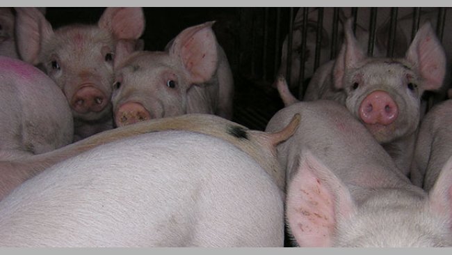 Lechones de transición 1