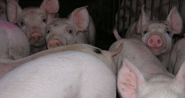 Lechones de transición 1