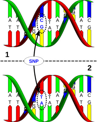 Genomika – łączenie SNP z wydajnością hodowlaną