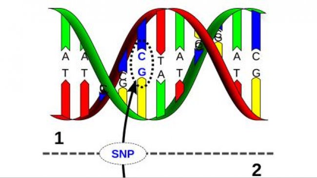 Genomika – łączenie SNP z wydajnością hodowlaną