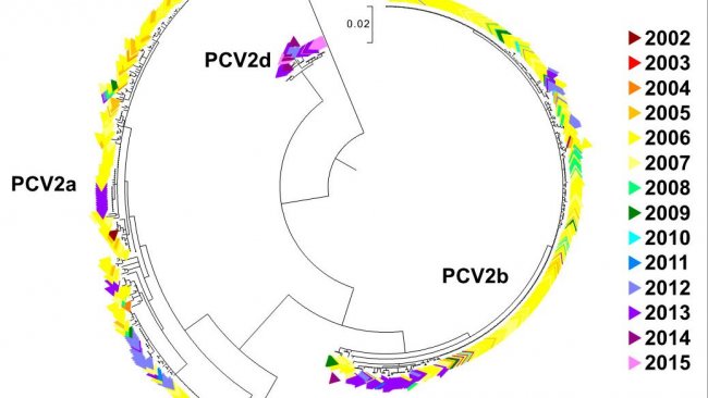 Ryc. 2. Drzewo filogenetyczne wykonane metodą największego prawdopodobieństwa. Sekwencje 729 ORF2 z bazy danych UMN-VDL pokolorowano według roku. Zaznaczono genotypy PCV2.
