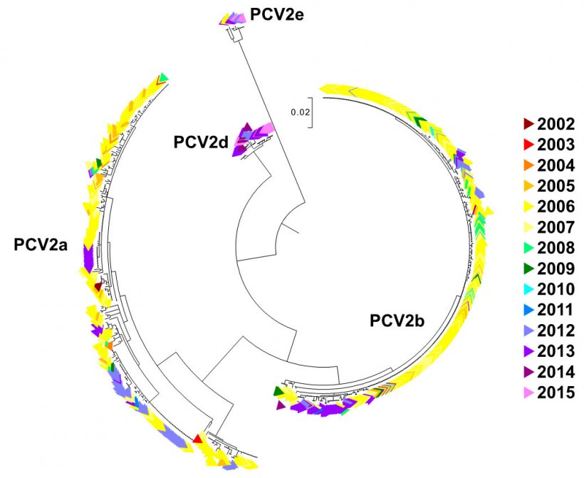 Ryc. 2. Drzewo filogenetyczne wykonane metodą największego prawdopodobieństwa. Sekwencje 729 ORF2 z bazy danych UMN-VDL pokolorowano według roku. Zaznaczono genotypy PCV2.
