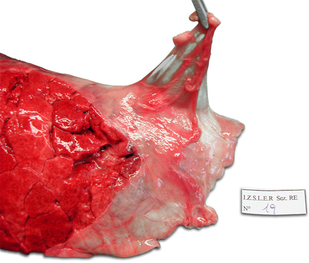 Left lung of a pig. Chronic dorso-caudal pleuritis involving the cranial part of the diaphragmatic lobe. Characteristic stripping of the pleura.