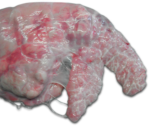 Right lung of a pig. Chronic ventro-cranial pleuritis involving the cardiac lobe and the cranial part of the diaphragmatic lobe.